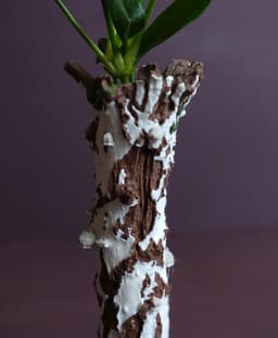 Tree trunk vase “Betula Pendula” 3d model