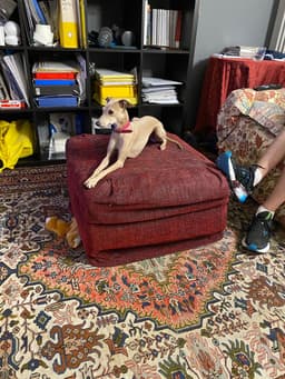 Dog - Iris2.stl 3d model