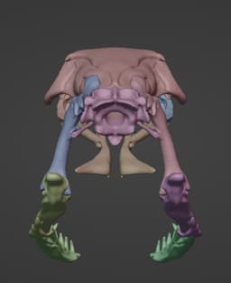 King Cobra Snake Skull Ophiophagus hannah 3d model