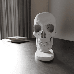 Skull Anatomy 3d model
