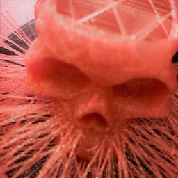 Hairify Celcit Skull .stl 3d model