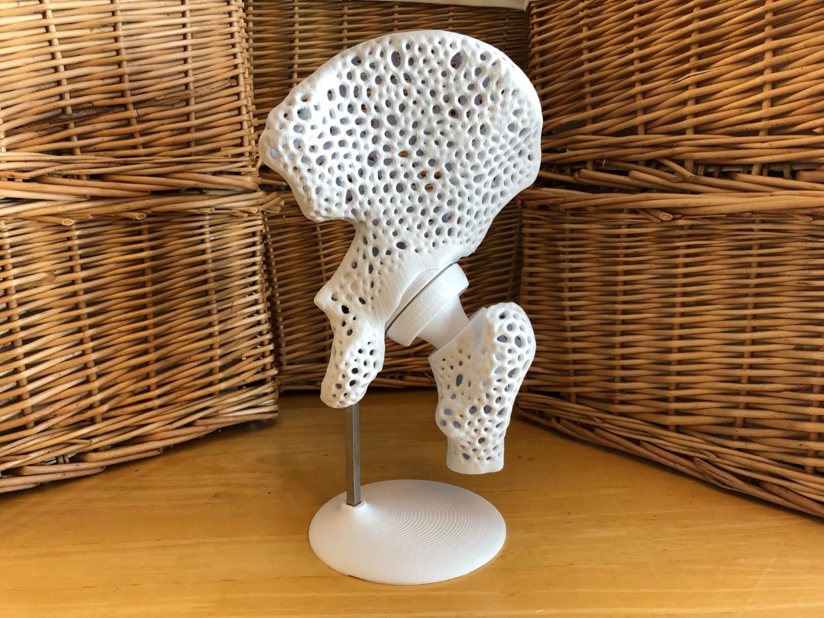 Pelvis Model with Adjustable Ball and Socket Acetabular Joint 3d model