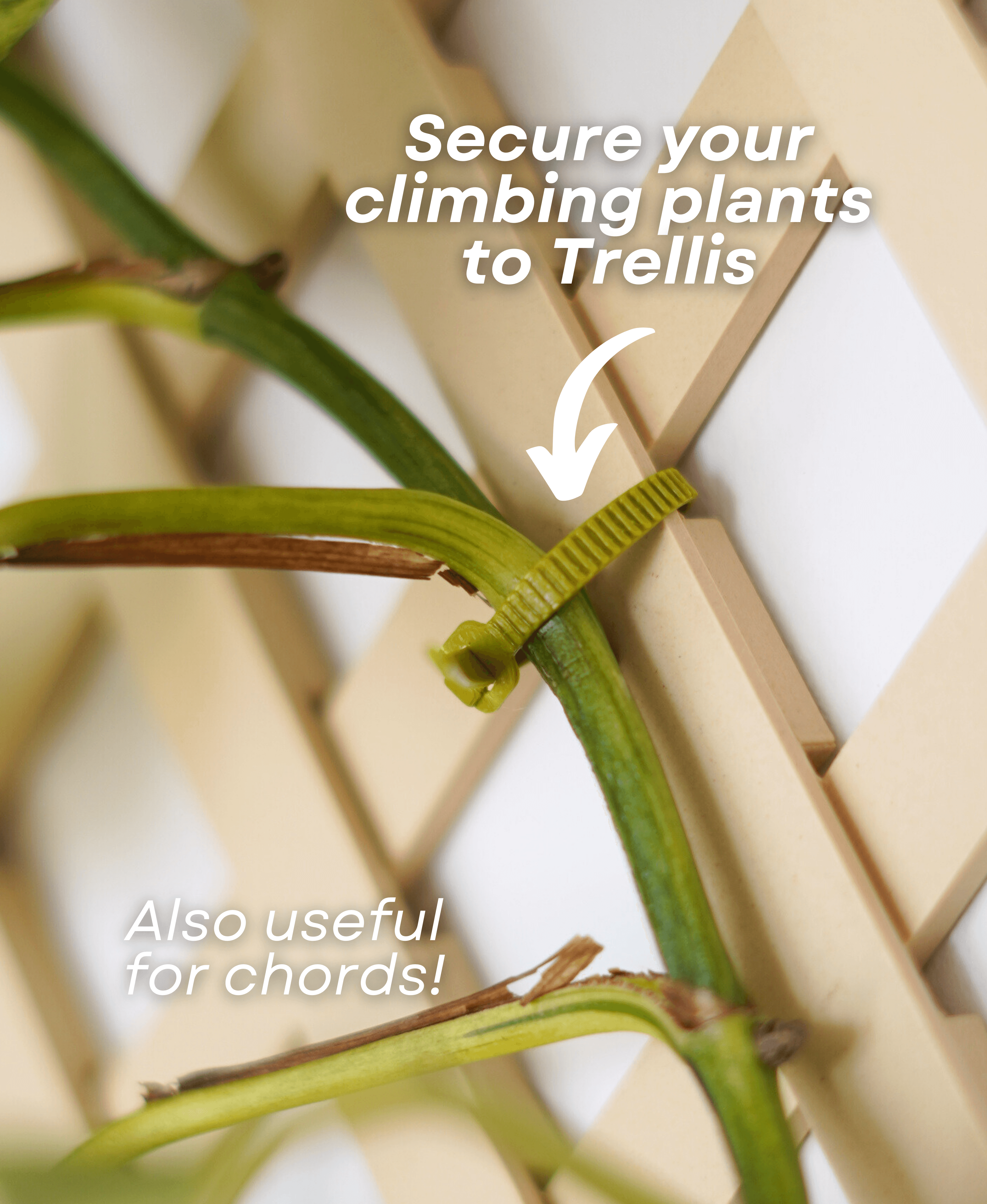 Botanical Bundle for Trellis 3d model