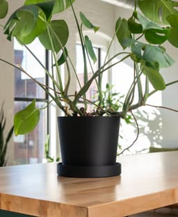 Ruby Planter - Large Planter with Removable Drip Tray 3d model