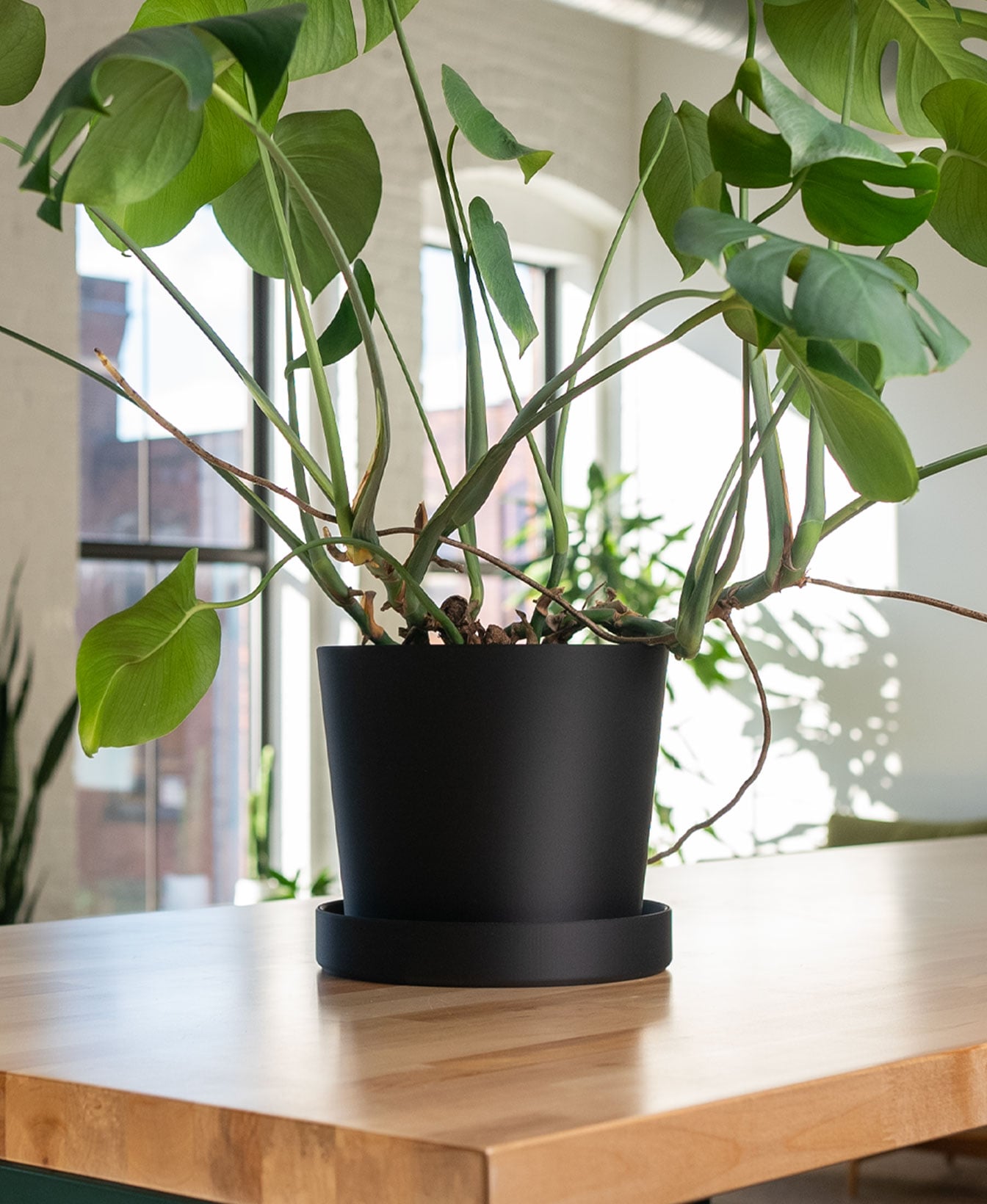Ruby Planter - Large Planter with Removable Drip Tray 3d model
