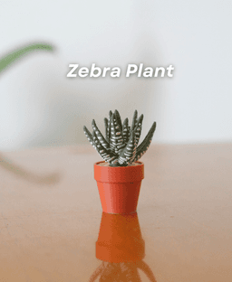 Spinny Succulents Pack II 3d model