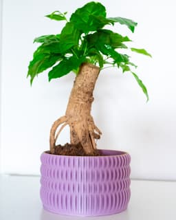 Zephyrion Planter Set 3d model