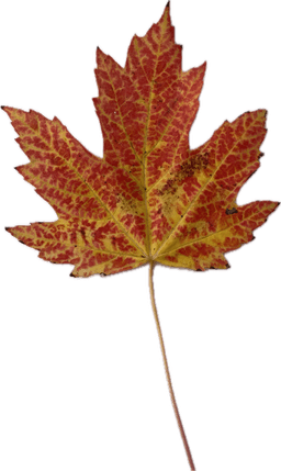 Autumn Maple Leaf 3d model