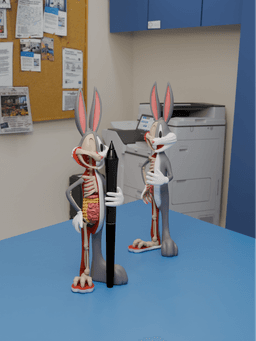 Anatomical Wabbit Pen Holder 3d model