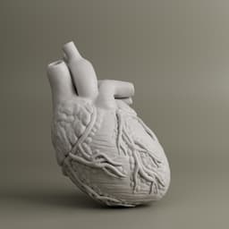 Heart Anatomy For Education 3d model