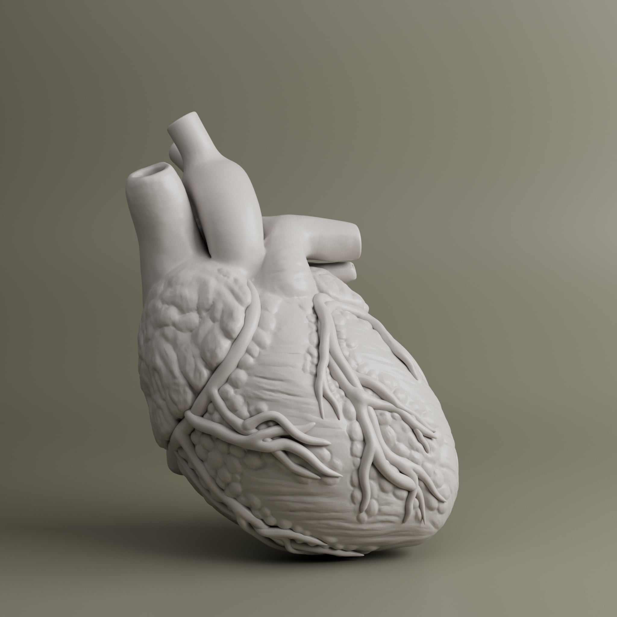 Heart Anatomy For Education 3d model