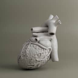 Heart Anatomy For Education 3d model