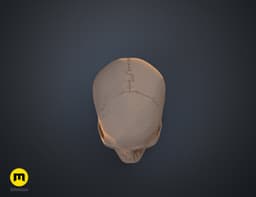 Anatomically Correct Human Skull (Homo Sapiens Sapiens) 3d model