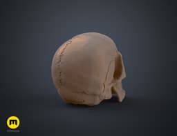 Anatomically Correct Human Skull (Homo Sapiens Sapiens) 3d model