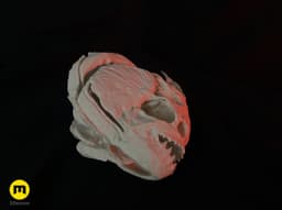 Piranha Skull (Pygocentrus Nattereri) 3d model