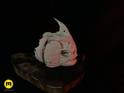 Piranha Skull (Pygocentrus Nattereri) 3d model