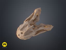 Piranha Skull (Pygocentrus Nattereri) 3d model