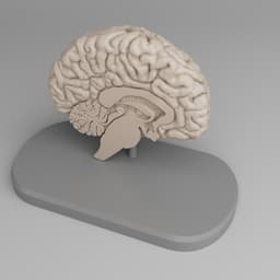 Brain Anatomy Cross-Section 3D print 3d model