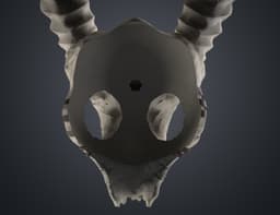 Shaman Skull with Horns 3d model