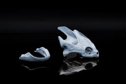 Snapping Turtle Skull 3d model