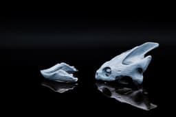 Snapping Turtle Skull 3d model