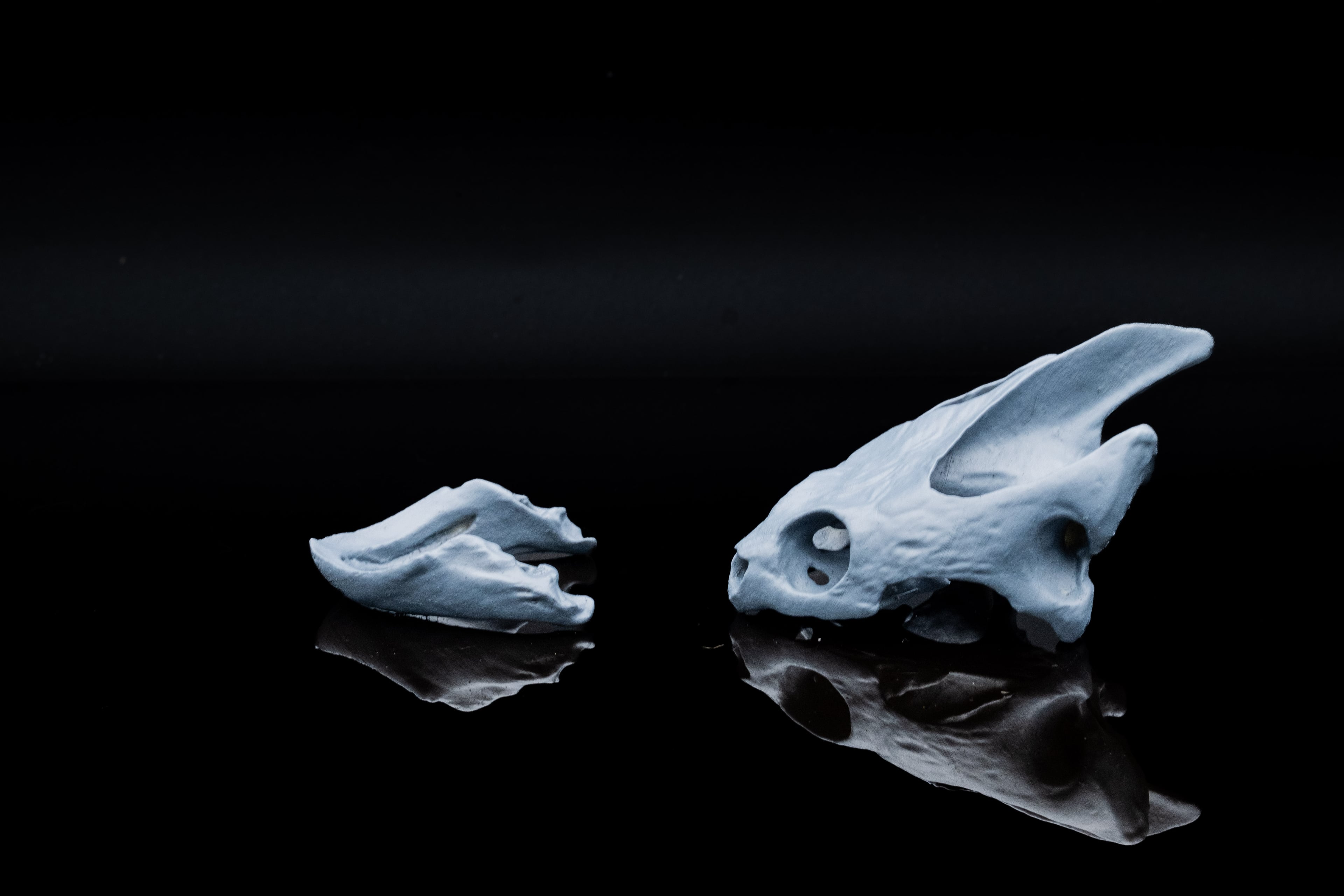 Snapping Turtle Skull 3d model