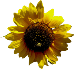 HueForge Sunflower 3d model