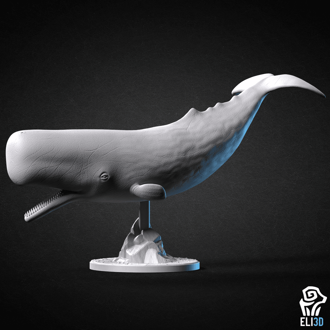 Animals - Ocean Wildlife 3d model