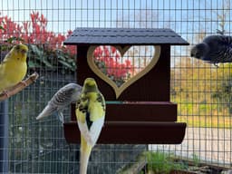 Bird feeder 3d model