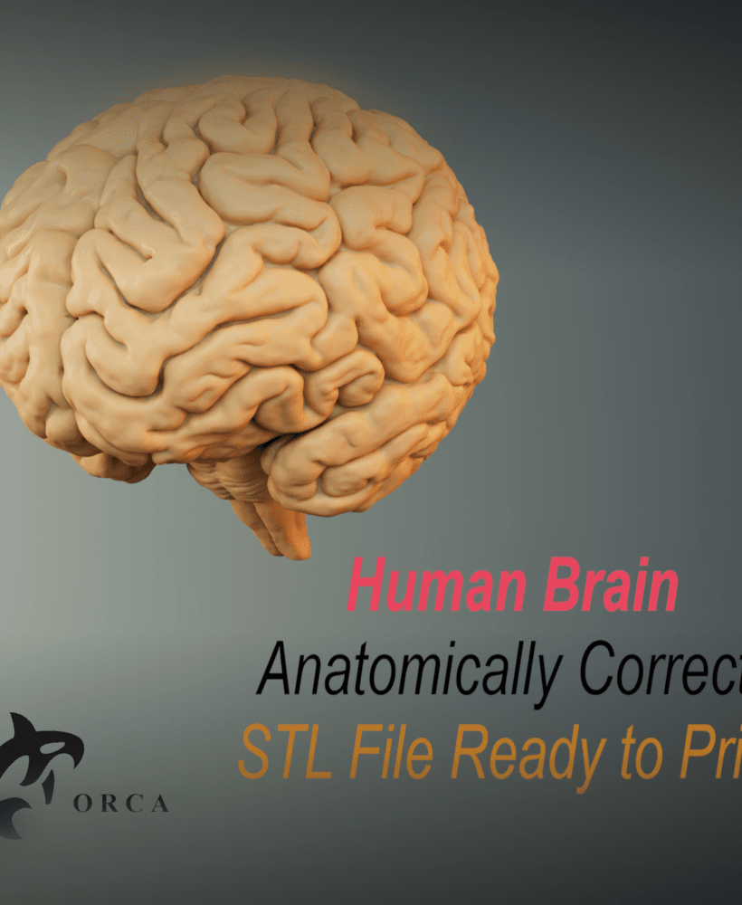 Brain Anatomy STL for Education 3d model