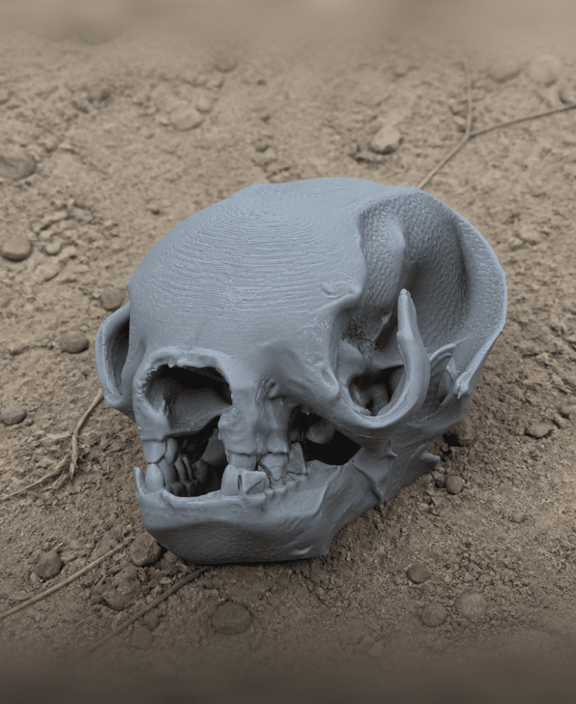 Sloth Skull.stl 3d model