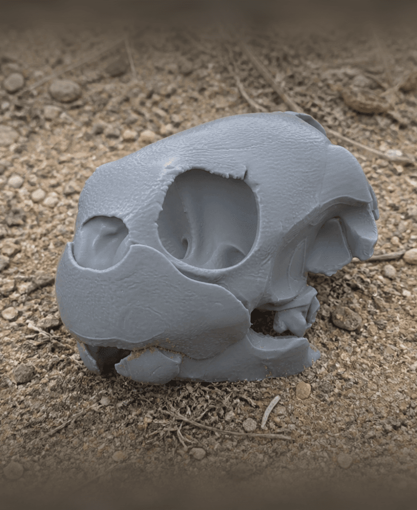 Green Sea Turtle Skull.stl 3d model