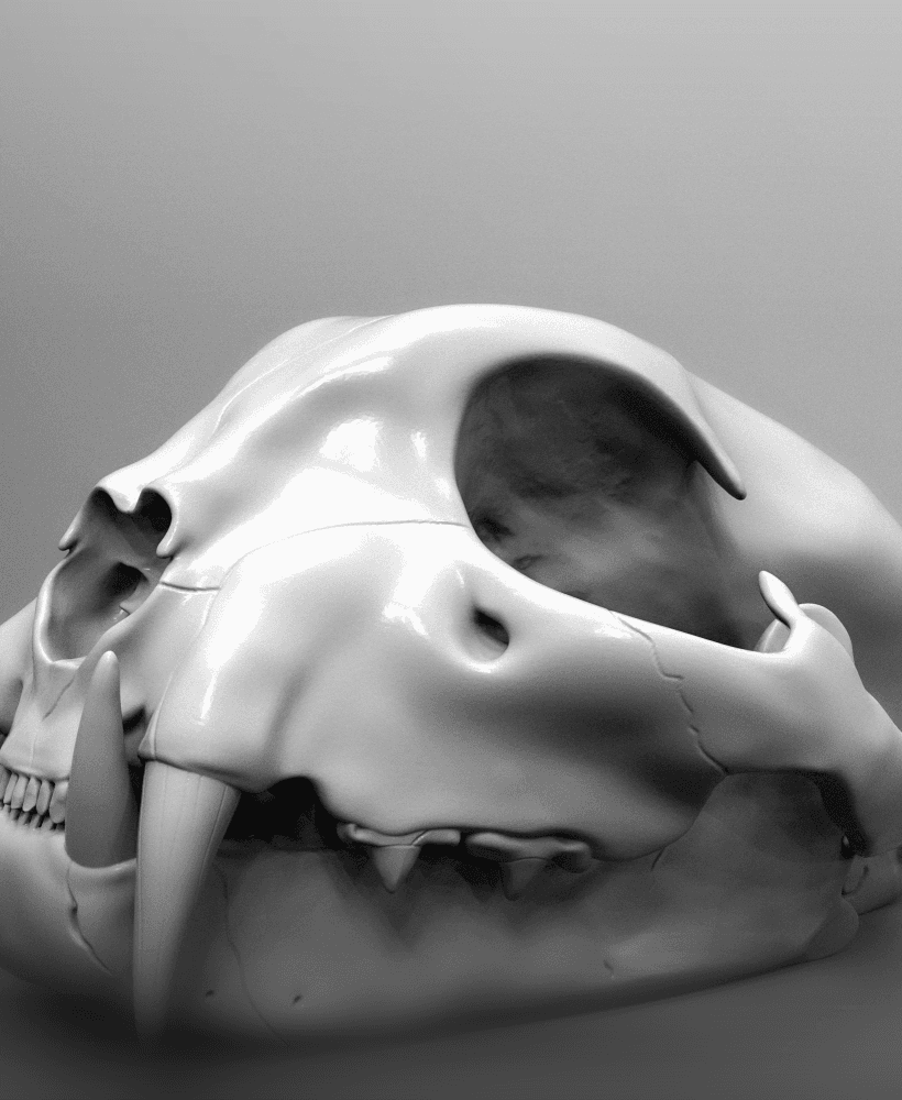 Bobcat Skull 3d model