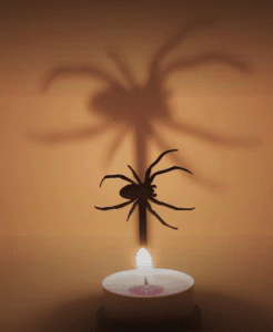 Insect Spider 3d model