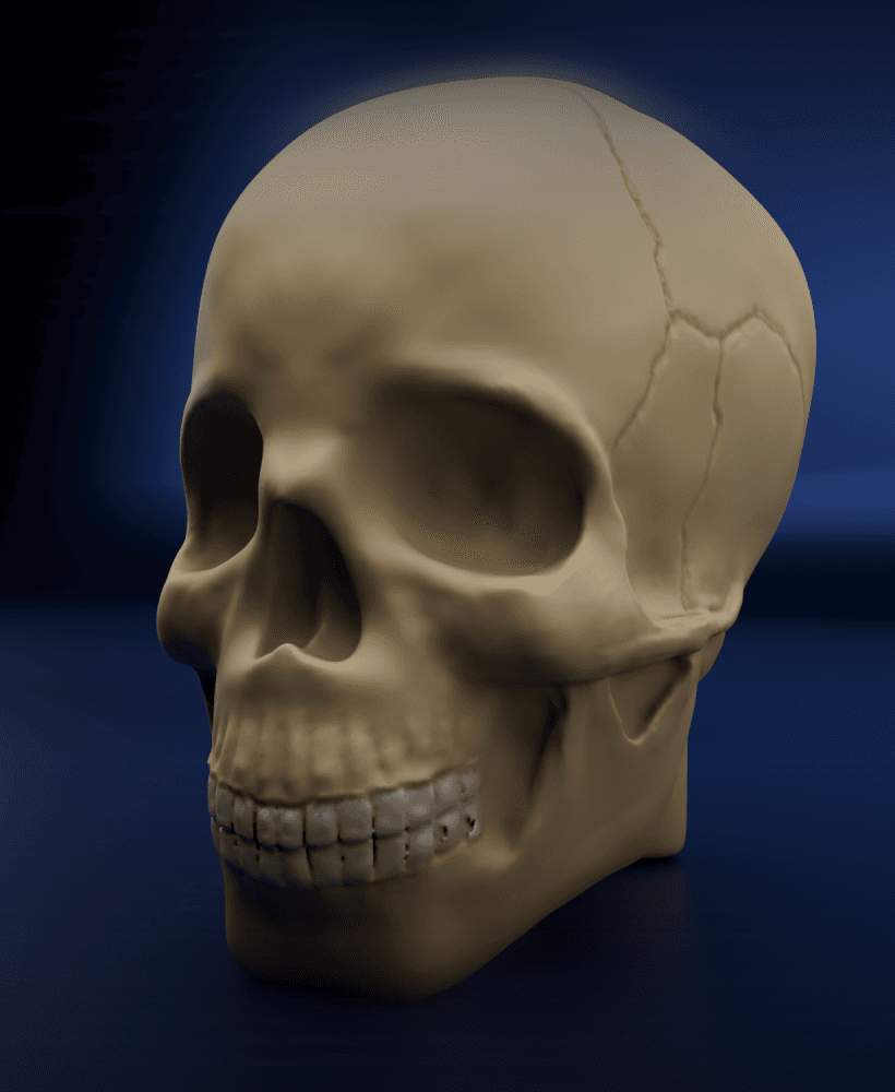 CalaveraHigtPoly.stl 3d model