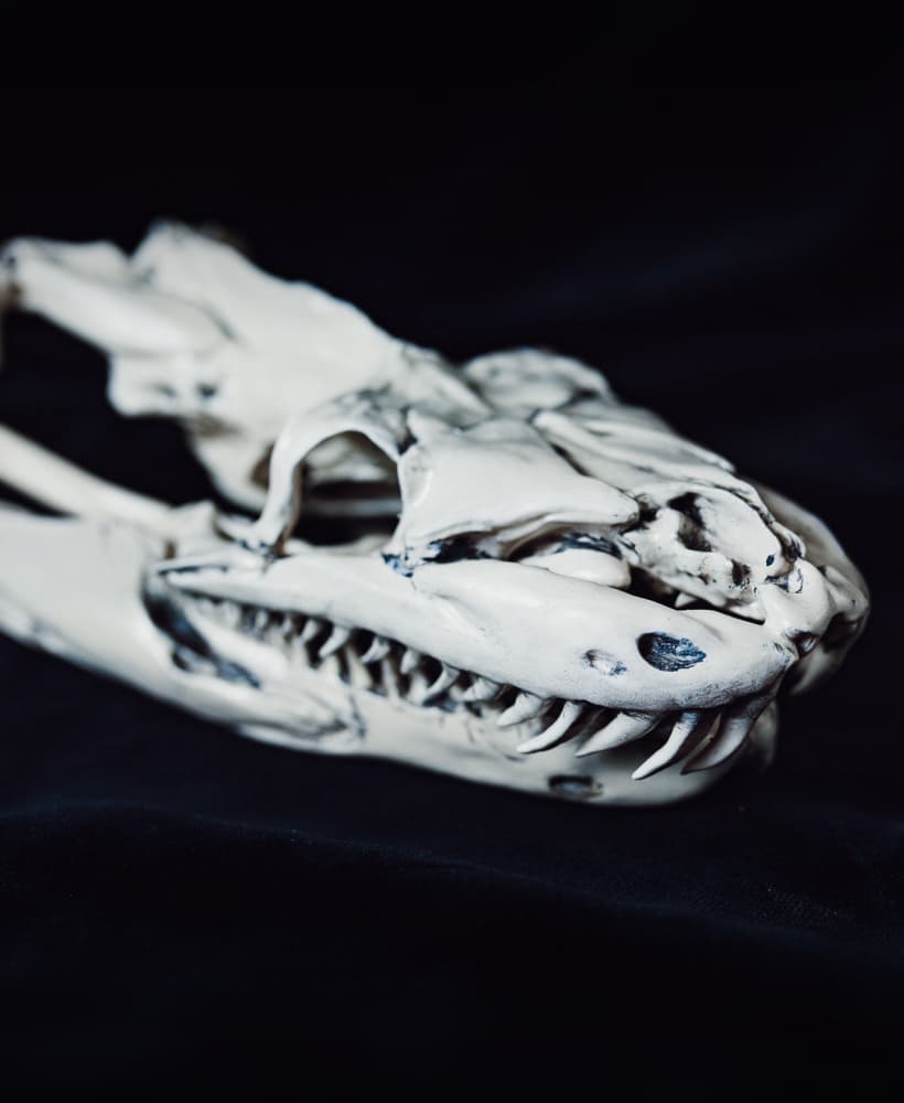 Python Snake Skull 3d model