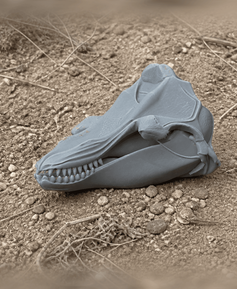 Fin Whale Skull.stl 3d model