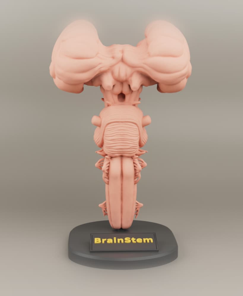Brain Stem anatomy For 3D printing 3d model