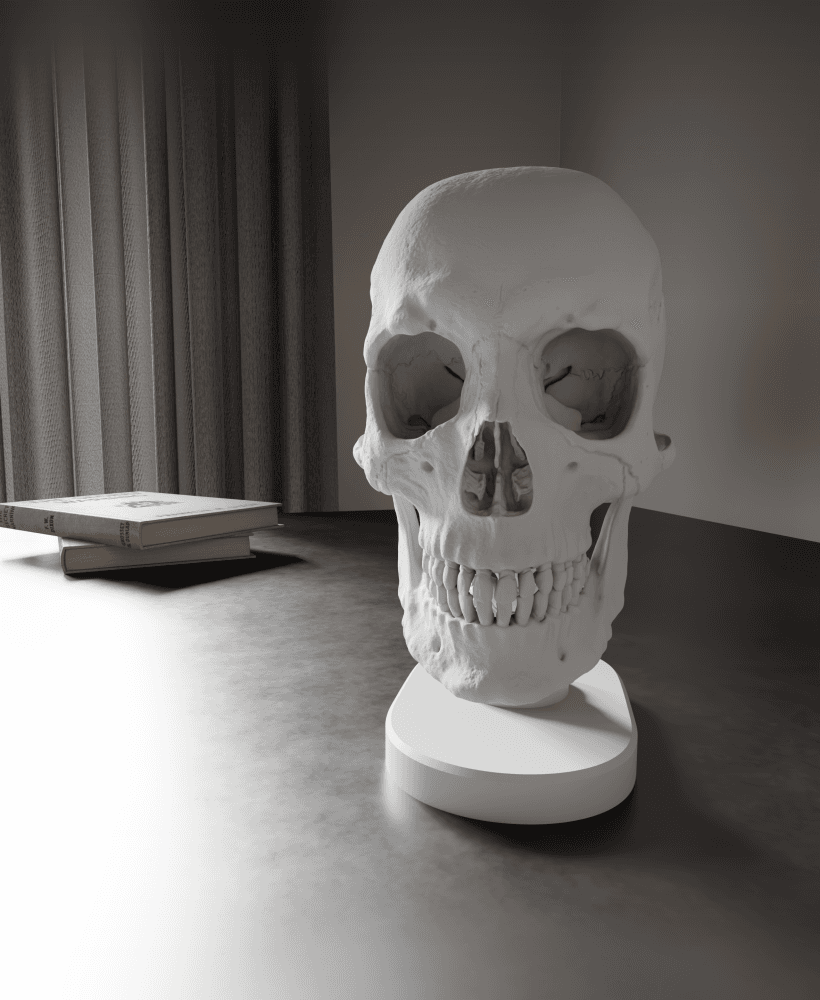Skull Anatomy 3d model