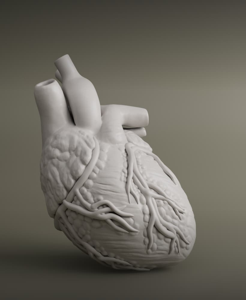 Heart Anatomy For Education 3d model